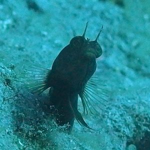 Sailfin Blenny - Stetson