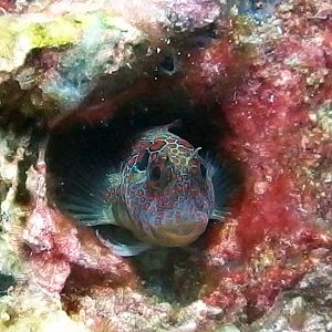 Tesselated Blenny - HI474B