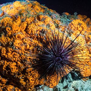 Urchin on the prowl
