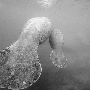 Manatee