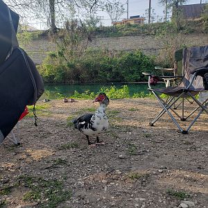 The very brave duck that Ellie kept chasing out of the circle