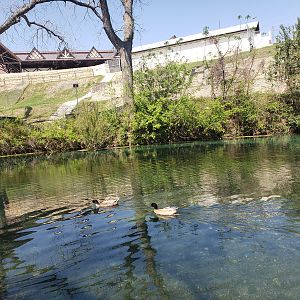Ducks!