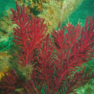 Soft fan coral