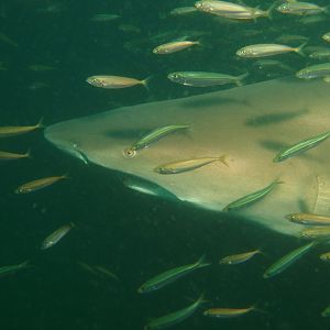 Sand Tiger shark below thermocline on Caribsea