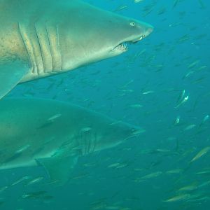 2 Sand Tiger sharks near the Caribsea