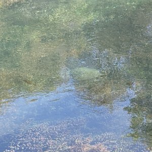 Turtle visit 1