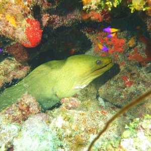Green Moray Eel Roatan March 2022