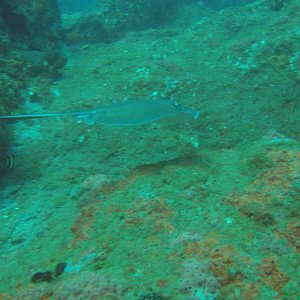 28 - Ray fly bye on Stetson.JPG