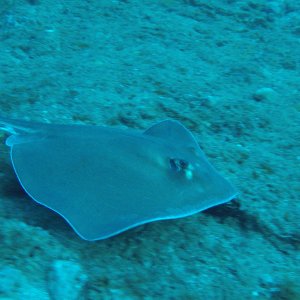 24 - Ray (less tail).JPG