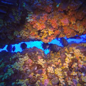 20 - Fish sheltering from current on HI 376B.JPG