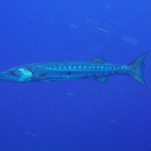 10 - Barracuda.JPG