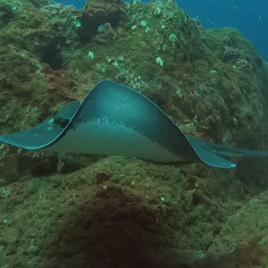 Stingray Wave 2.png