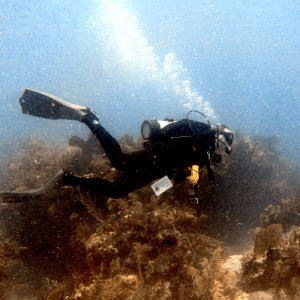 Bubblehead on Horseshoe Reef