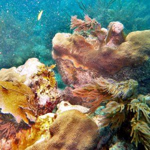 Horseshoe Reef