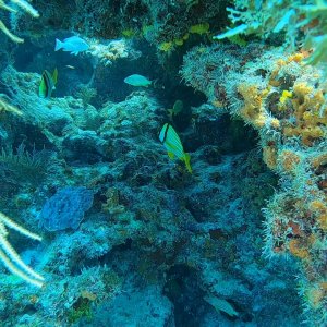 3D Reef
