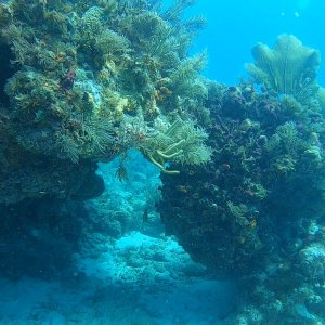Pass-thru Reef
