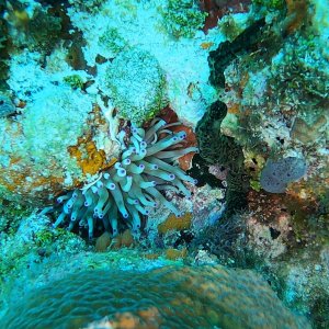 Anemone