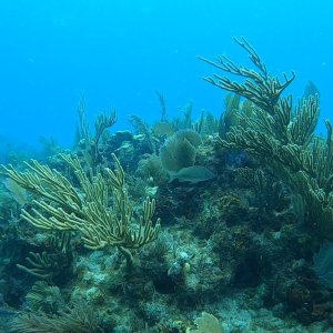 Reef Landscape