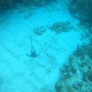 Stingray