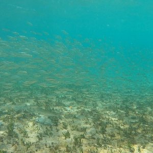 So. Many. Fish.