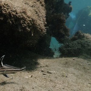 I'll get you, wee fishie.