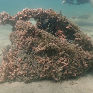 BHB reef material