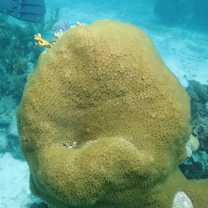 Happy coral