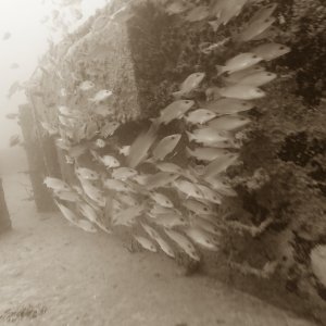 Groovy fish