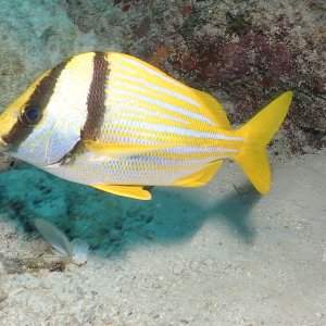 Porkfish