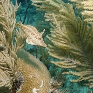 Juvenile filefish