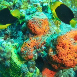 2 Rock Beauty's and orange sponge