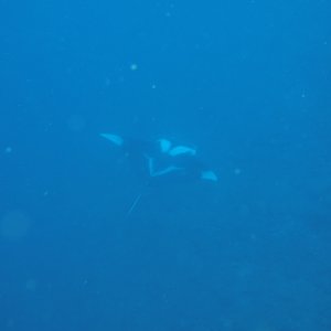 Manta Ray on last dive