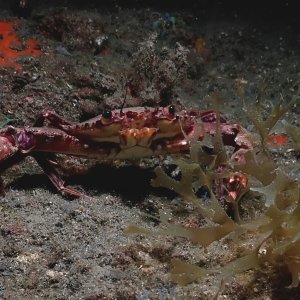 Crabby little guy