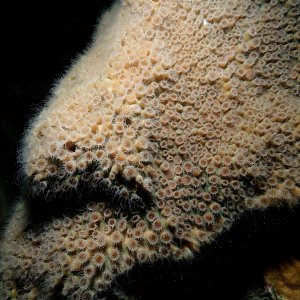 Happy coral