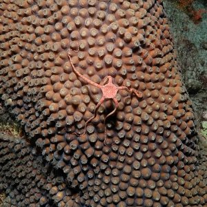 brittle star porn