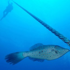 Aligned