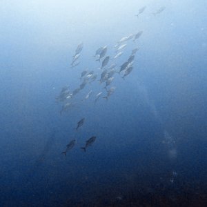 More fishies