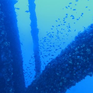 Fishies on the rig