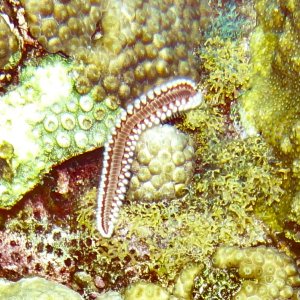 Fire worm