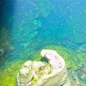 Star coral spawning