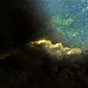 Eggs in the water