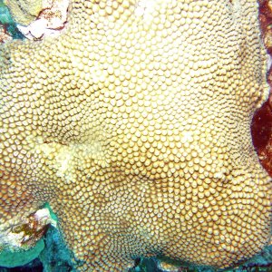 Coral on the West Bank