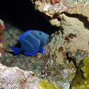 P8190134-1a.jpg