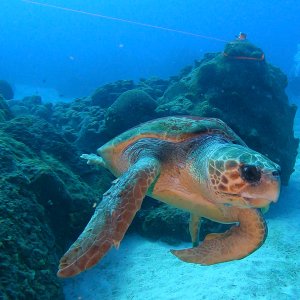 05-adambom-turtle.jpg