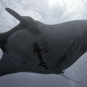 11-gwndwn-manta.jpg