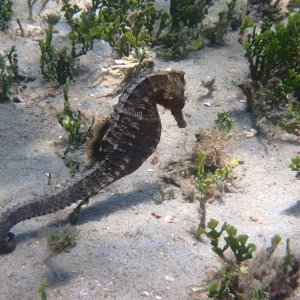 13-deep bubbles-sea horse.JPG
