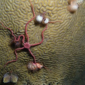 17-watermonkee-reaching out.jpg