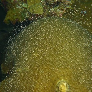 20-cajundiver-brain coral spawning.JPG