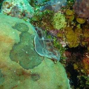 Starfish