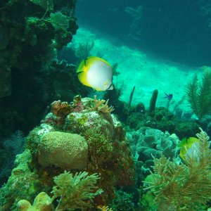 Butterfly fish